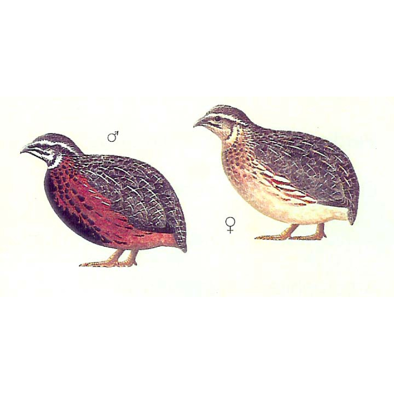 Harlekin-Wachtel